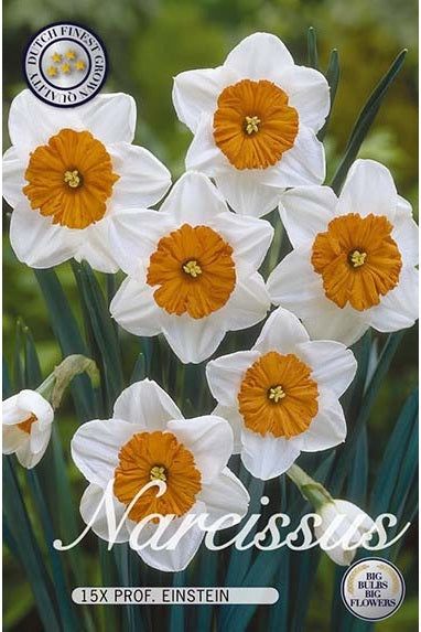 Narcissus Carlton 15-pakning